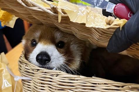 Red panda found in baggage of smuggling suspects at Thai airport