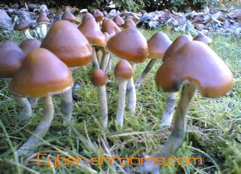 18. Psilocybe azurescens - Cyber-Shrooms