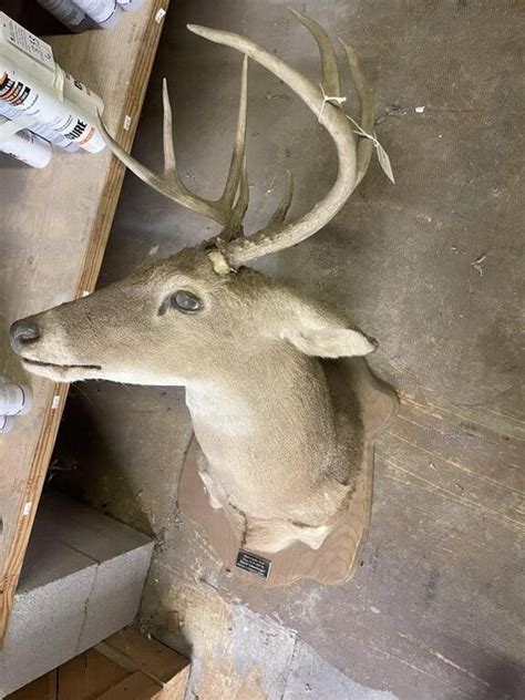 8 pt buck mount | Live and Online Auctions on HiBid.com