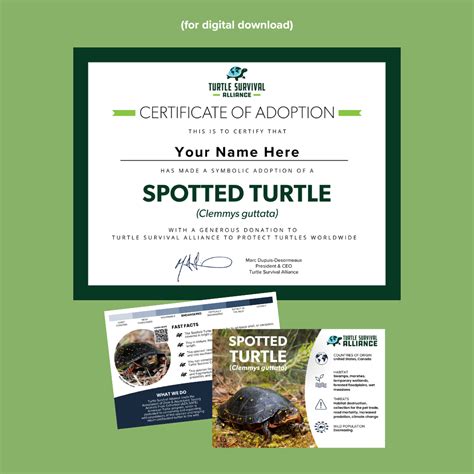 adopt  spotted turtle turtle survival alliance