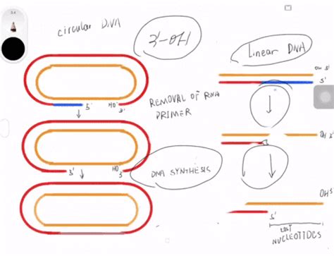 SOLVED:A. Explain why telomeres and telomerase are needed for ...