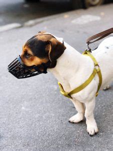 Muzzle Training: How It Can Benefit Your Dog | Mad Paws Blog