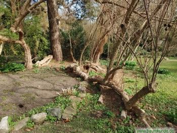 Französische Tamariske im Alten Botanischen Garten in Kiel