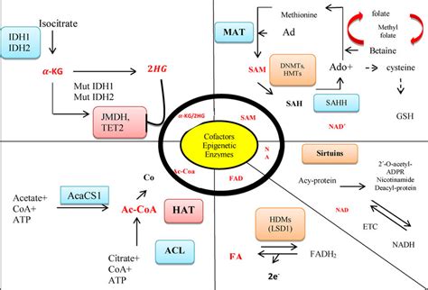 Most Important Enzymes That Are Involved In Epigenetic With Different