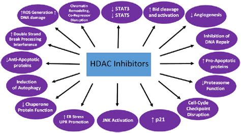 Figure 2 From Histone Deacetylase Inhibitor HDACI Mechanisms Of