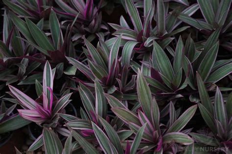 Rhoeo Tradescantia Spathacea Plant Profile Oxley Nursery