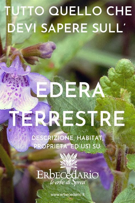 Edera Terrestre Propriet Pianta Benefici Foto Glechoma Hederacea