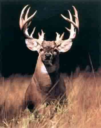 Buck Deer - The Animal Life