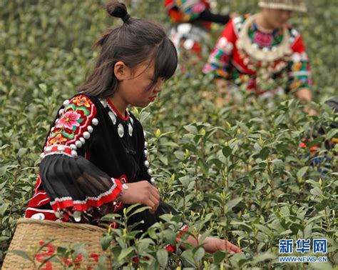 走進鄉村看小康｜老茶山復活 長出致富“金葉” 新華網