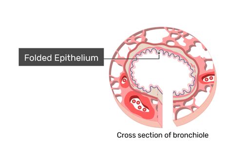 Bronchioles: function and diagram | GetBodySmart