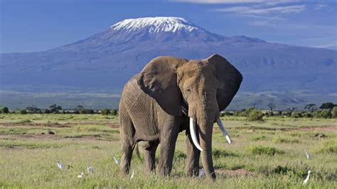 Nairobi Escursione Di Un Giorno Al Parco Nazionale Di Amboseli Con