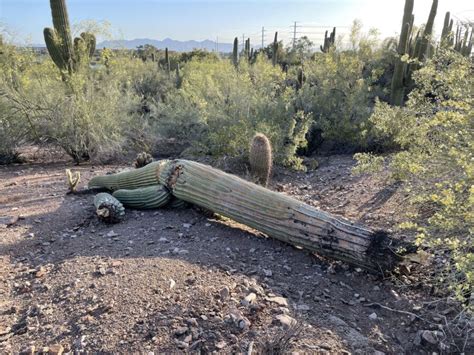 Phoenixs Record Heat Is Killing Off Cactuses