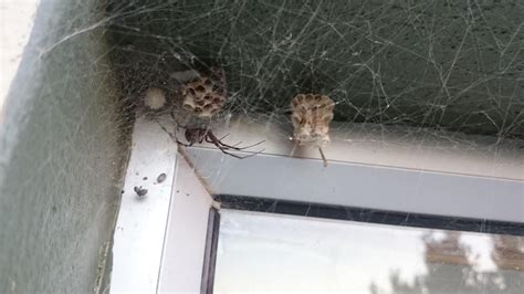 Black widow nest built around an old wasp nest. : natureismetal