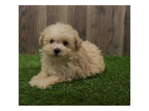 Maltipoo Dog Female Apricot 4187126 Petland Lake St Louis And Fenton Mo