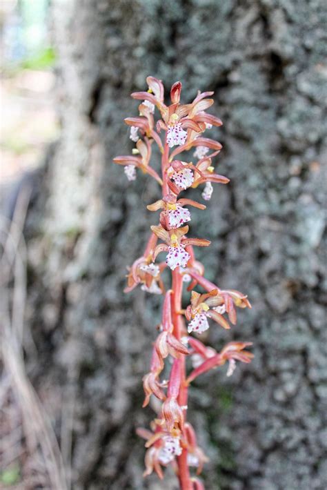 Spotted Coral Root Corallorhiza Maculata A Photo On Flickriver