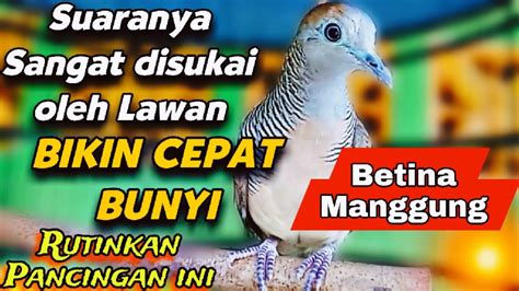 Biang Pancingan Burung Perkutut Hitungan Detik Langsung Bunyi Gacor