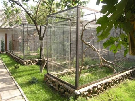 keeping birds   outdoor aviary pet reader