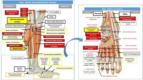 Relaciones Anat Micas Del Nervio Peroneo N Dolopedia Hot Sex