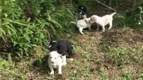 Siete Cachorros Abandonados En El Bosque Otro Acto Terrible Vida Con