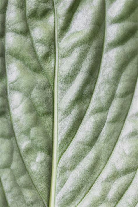 Macro Photography of a Leaf · Free Stock Photo