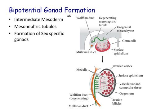 Ppt Sex Determination Powerpoint Presentation Free Download Id2095001