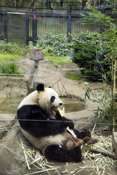 The Giant Pandas of Ueno Zoo – Tokyo For 91 Days