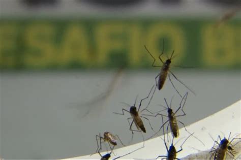 Dengue em Goiás saúde confirma 684 casos e investiga uma morte