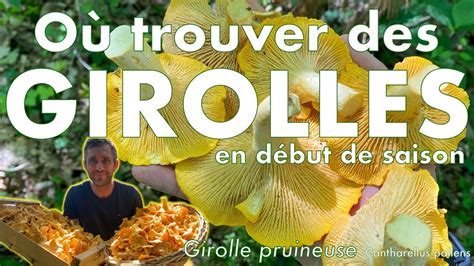 OU TROUVER DES GIROLLES EN DEBUT DE SAISON La Girolle Pruineuse YouTube