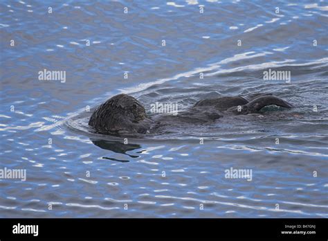 Sea Otter swimming Stock Photo - Alamy