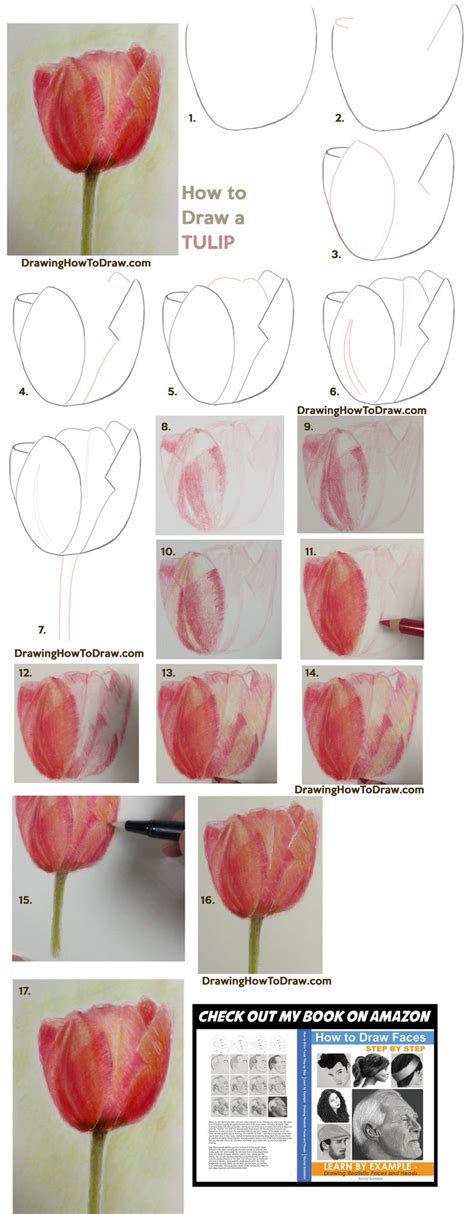 How To Draw Tulips With Colored Pencils Easy Step By Step Drawing