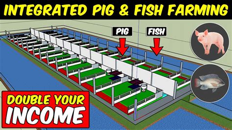 Integrated PIG and FISH Farming | Integrated Farming System Model - Go IT