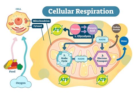 Respirazione Cellulare Riassunto E Formula Project Invictus