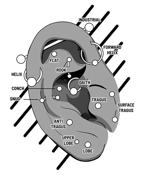 Ear Piercing Diagram Cartilage Different Large Ear Piercings And Names