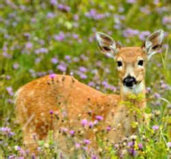 Wisconsin State Wildlife Animal: White tailed deer