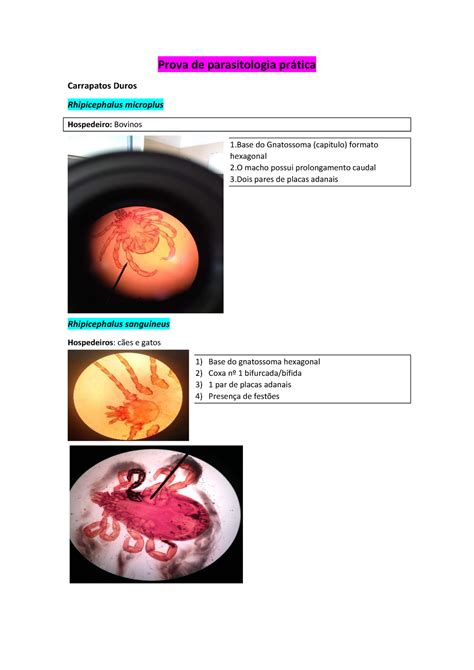 Parasitologia P Pratica Warning Tt Undefined Function Prova De