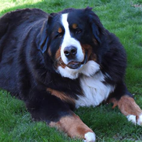 Miniature Bernese Mountain Dog: A Delightful Companion for All