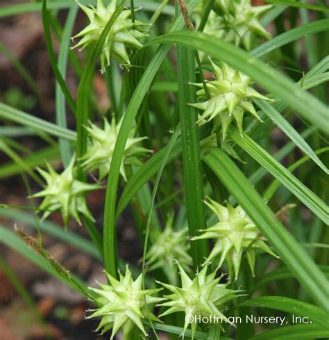 Info Native Sedge Carex Grayi Grays Sedge