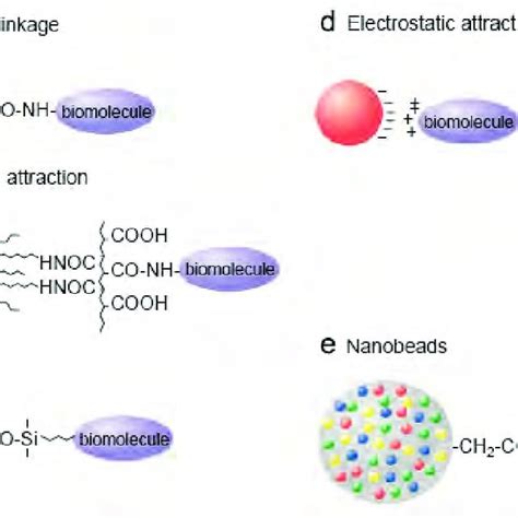 A Schematic Presentation Of Different Approaches Of Qd Conjugation To