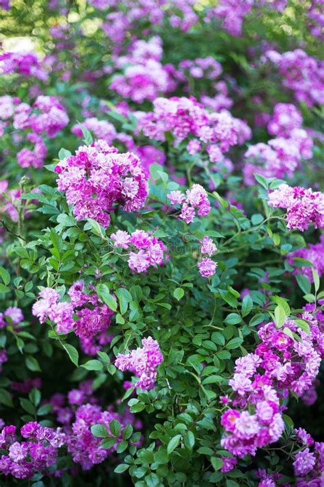 Small Pink Flowers On Bush Stock Image Image Of Branch 118467929