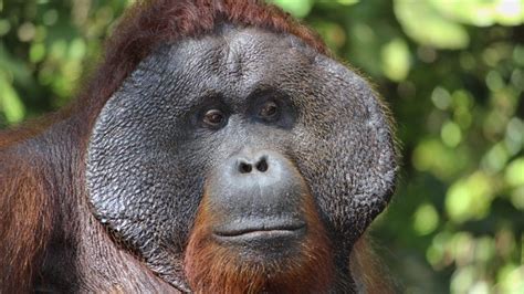 Orangutan Facts Orangutan Foundation International Australia