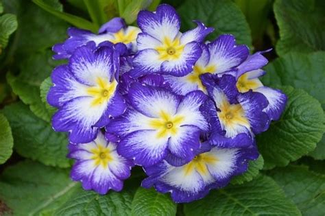 Primrose Blue Bicolour