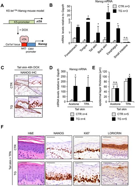 Nanog Inducible Mouse Model A Schematic Representation Of The