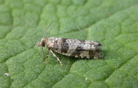 Rhopobota Stagnana Suffolk Micro Moths The Micro Moths Of Suffolk