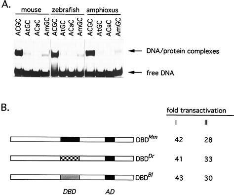 The Nude Gene Encodes A Sequence Specific DNA Binding Protein With Homologs In Organisms That