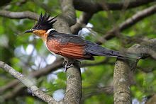 cuckoo wikipedia