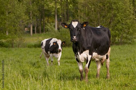 Vache Prim Holstein en pâture Photos Adobe Stock