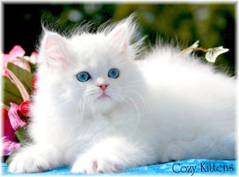 Persian cats*****: HiStOrY oF PeRsIaN CaTs