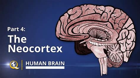 Neocortex Human Brain Series Part 4 Youtube