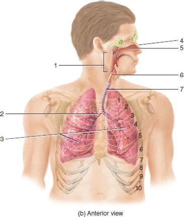 Anatomy Lab Day 23 Respiratory System Flashcards Quizlet