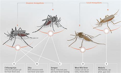 Mosquitoes And Ticks Infographics